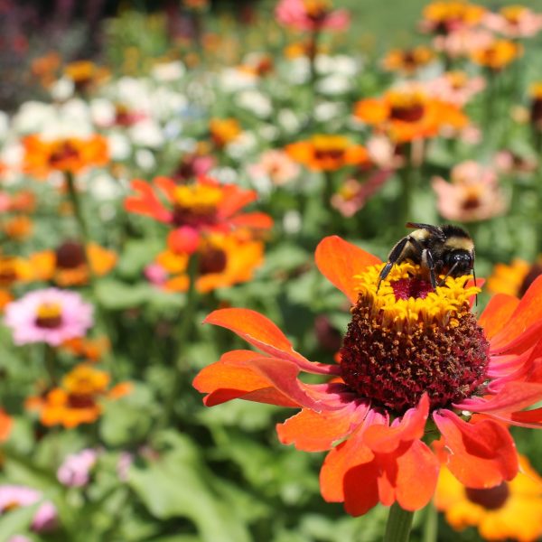 Zinnia Crestar Mix