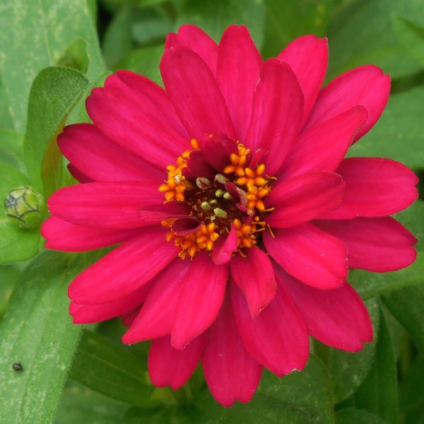 Zinnia Profusion Double Hot Cherry