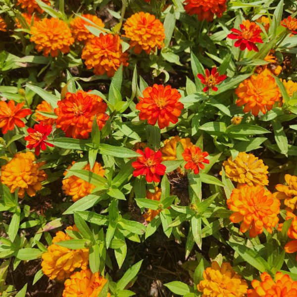 Zinnia Zydeco™ Fire