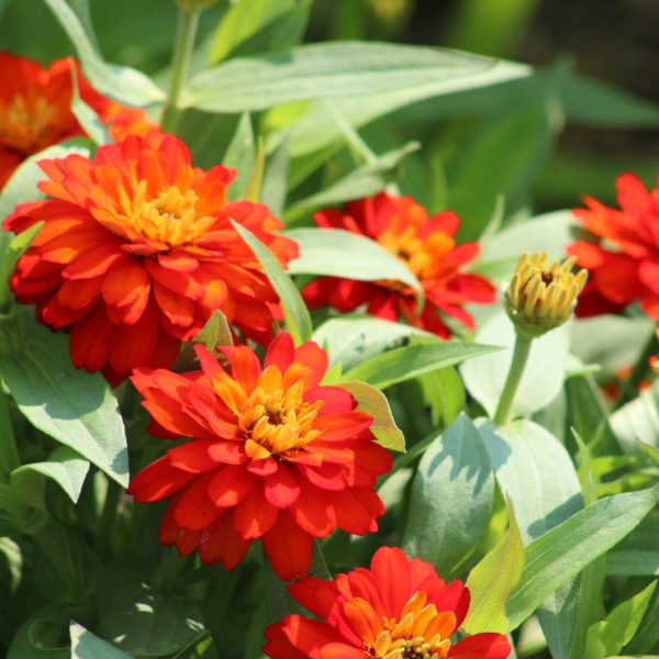 Zinnia Zydeco™ Fire