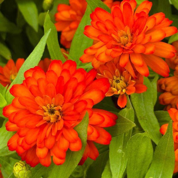 Zinnia Zydeco™ Fire