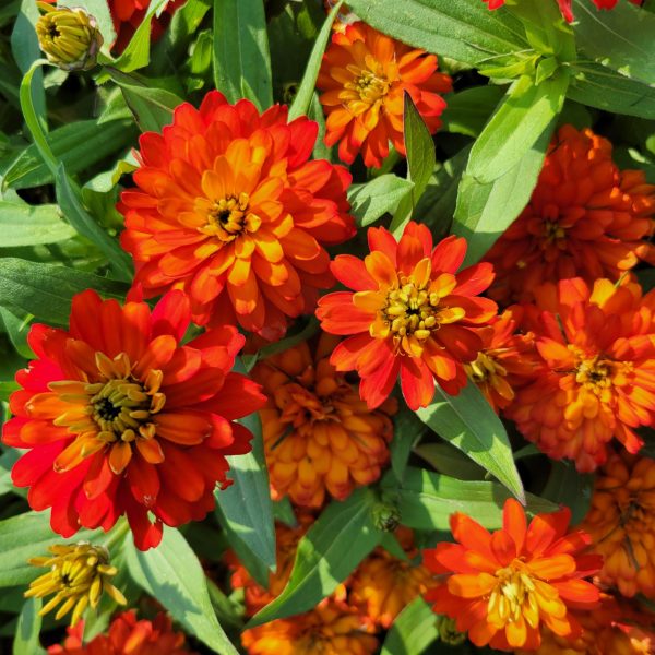 Zinnia Zydeco™ Fire