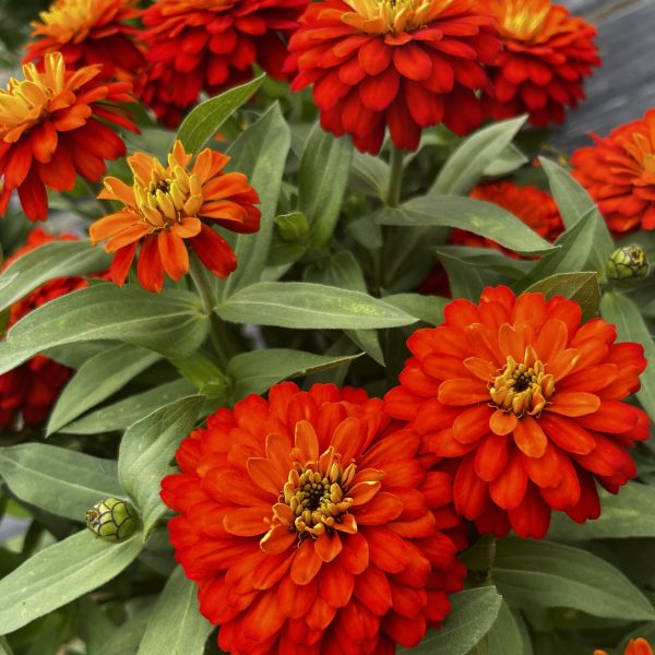 Zinnia Zydeco™ Fire