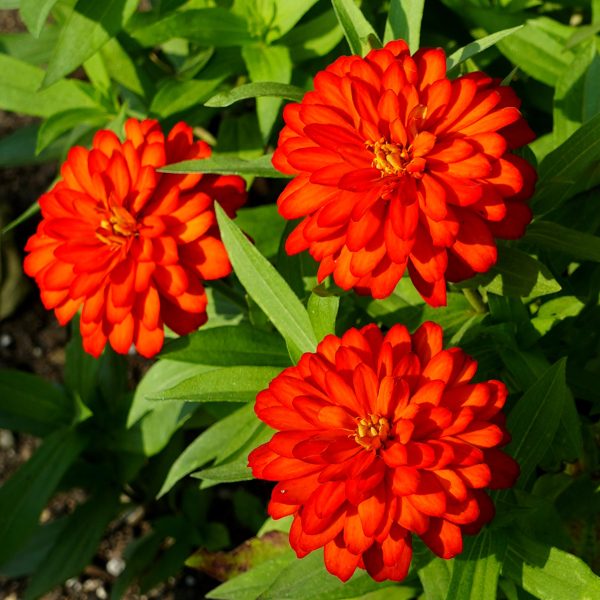 Zinnia Zydeco™ Fire