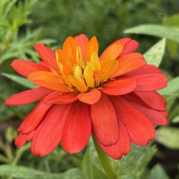 Zinnia Zydeco™ Fire