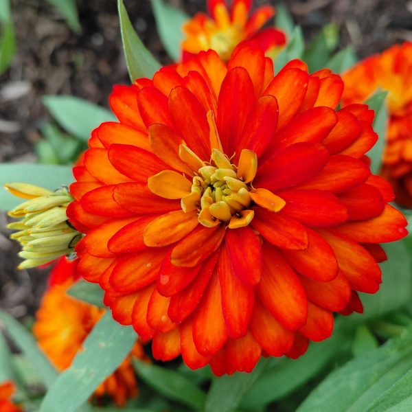 Zinnia Zydeco™ Fire