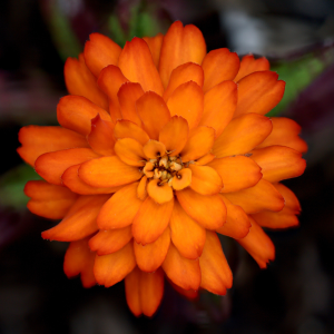 Zydeco Fire GS