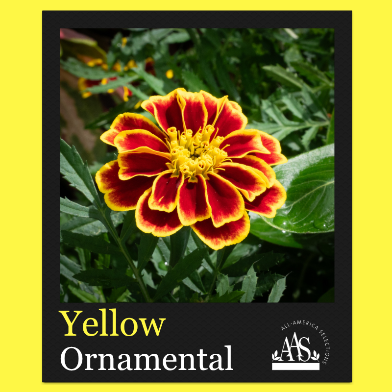 August 2026 Yellow Winner Marigold marigold