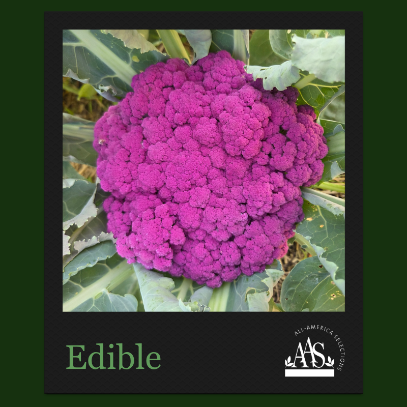August Edible Winner August Edible Winner