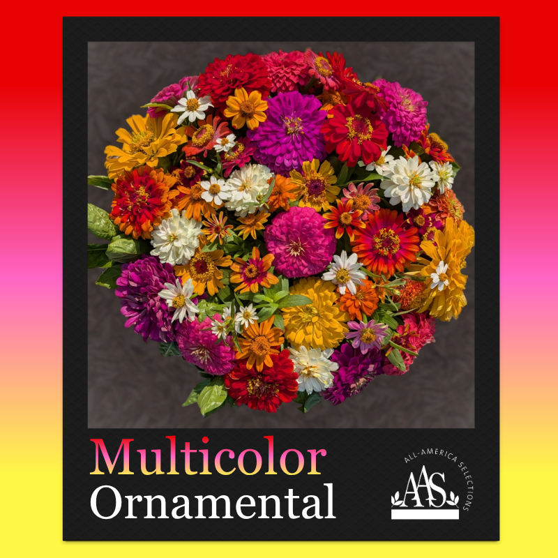 August Multicolor Winner Multicolor Winner