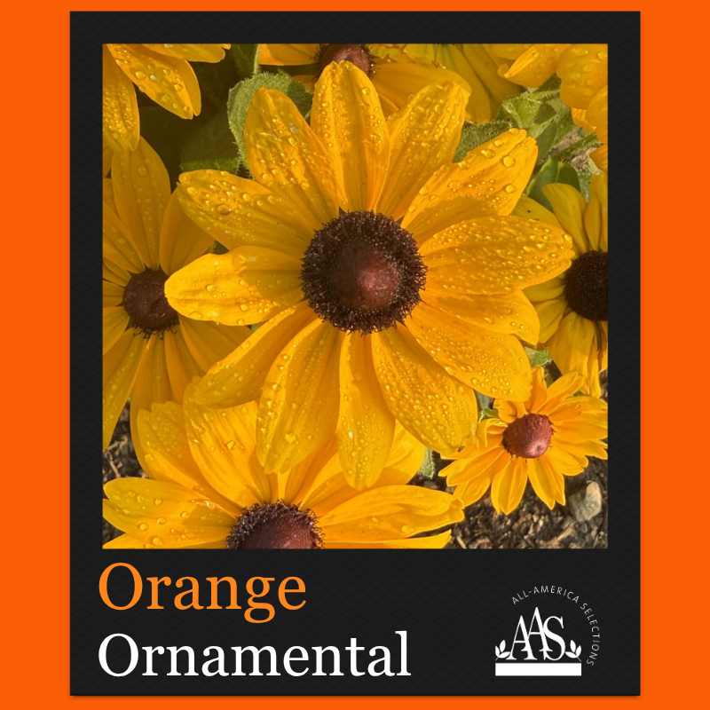 August Orange Winner Rudbeckia Rudbeckia
