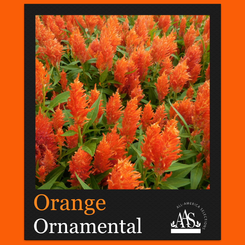 August Orange Winner Celosia Orange Celosia