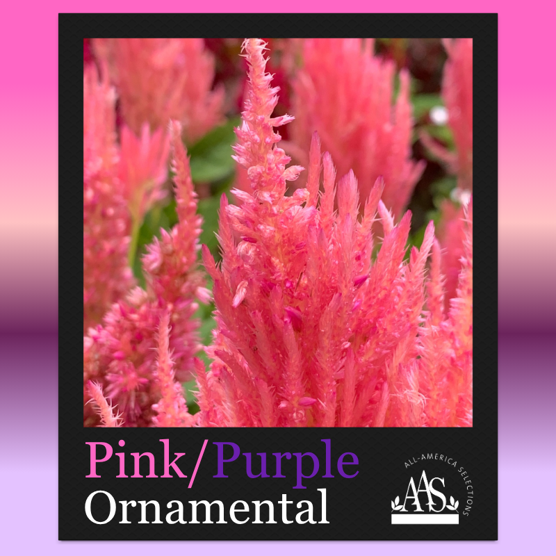 August Pink Purple Winner Celosia pink celosia