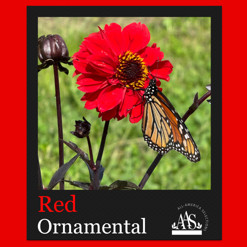 August Red Winner Dahlia dahlia