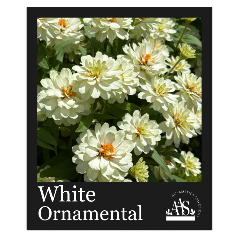 August White Winner Zinnia Zinnia