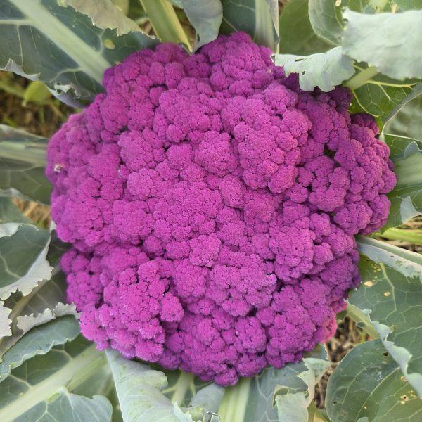 Cauliflower Murasaki Fioretto 70 F1