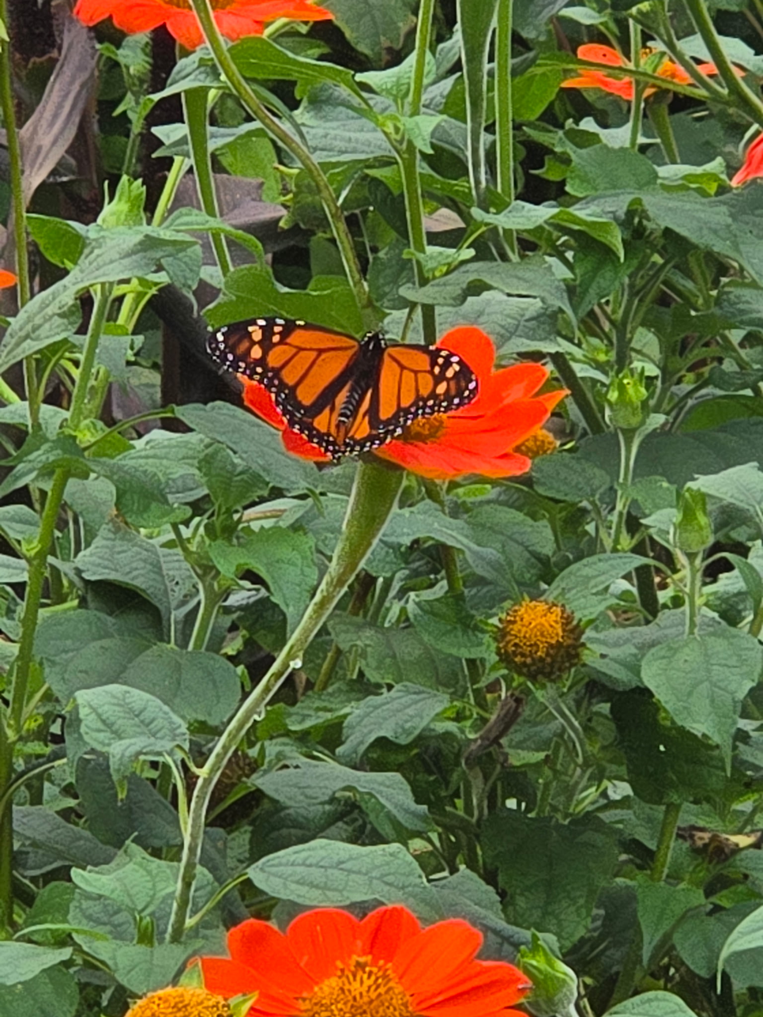 AAS Display Challenge Winner - Third Place Winner: Boerner Botanical Gardens in Milwaukee, Wisconsin