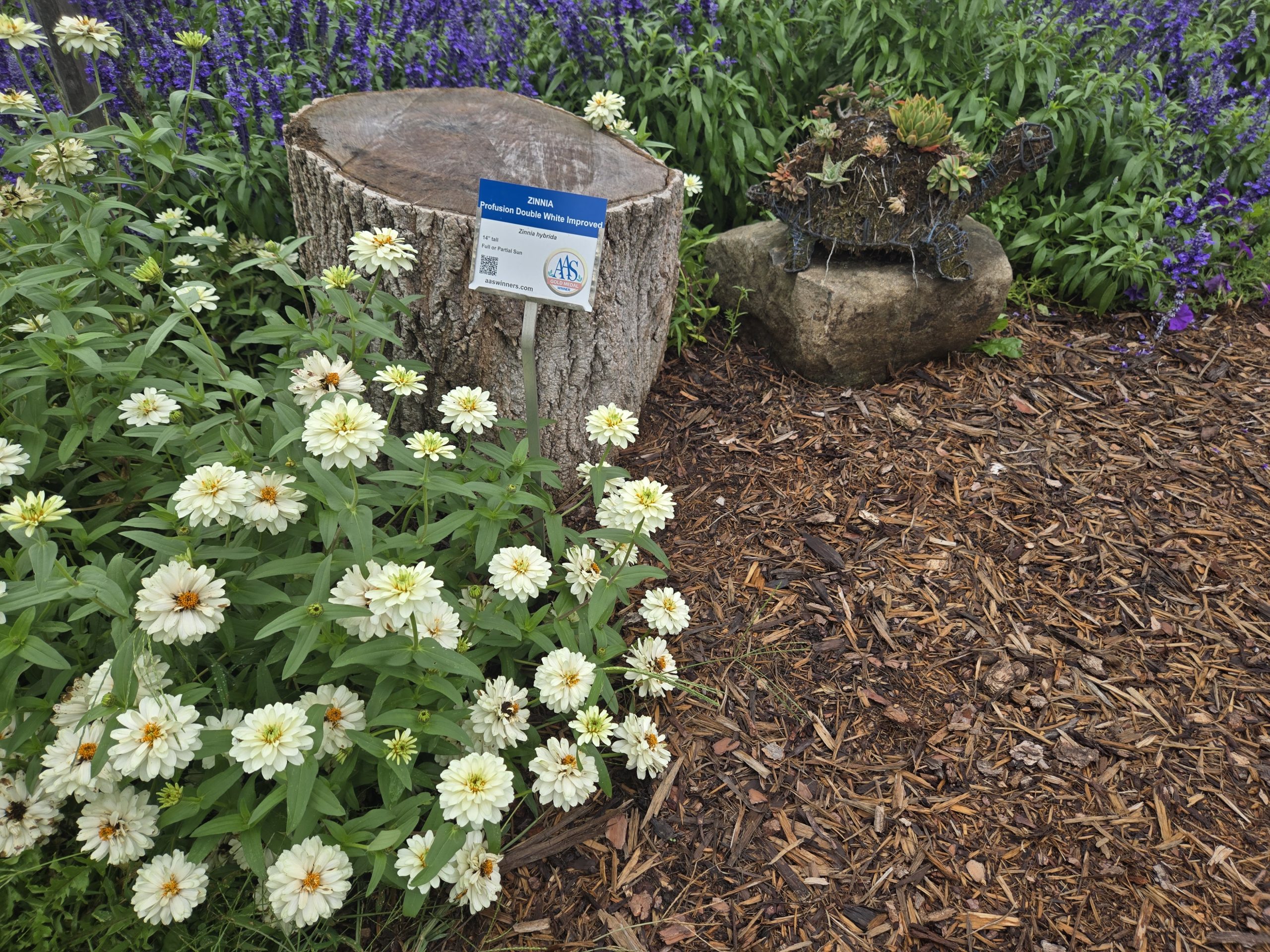 AAS Display Challenge Winner - Third Place Winner: Boerner Botanical Gardens in Milwaukee, Wisconsin