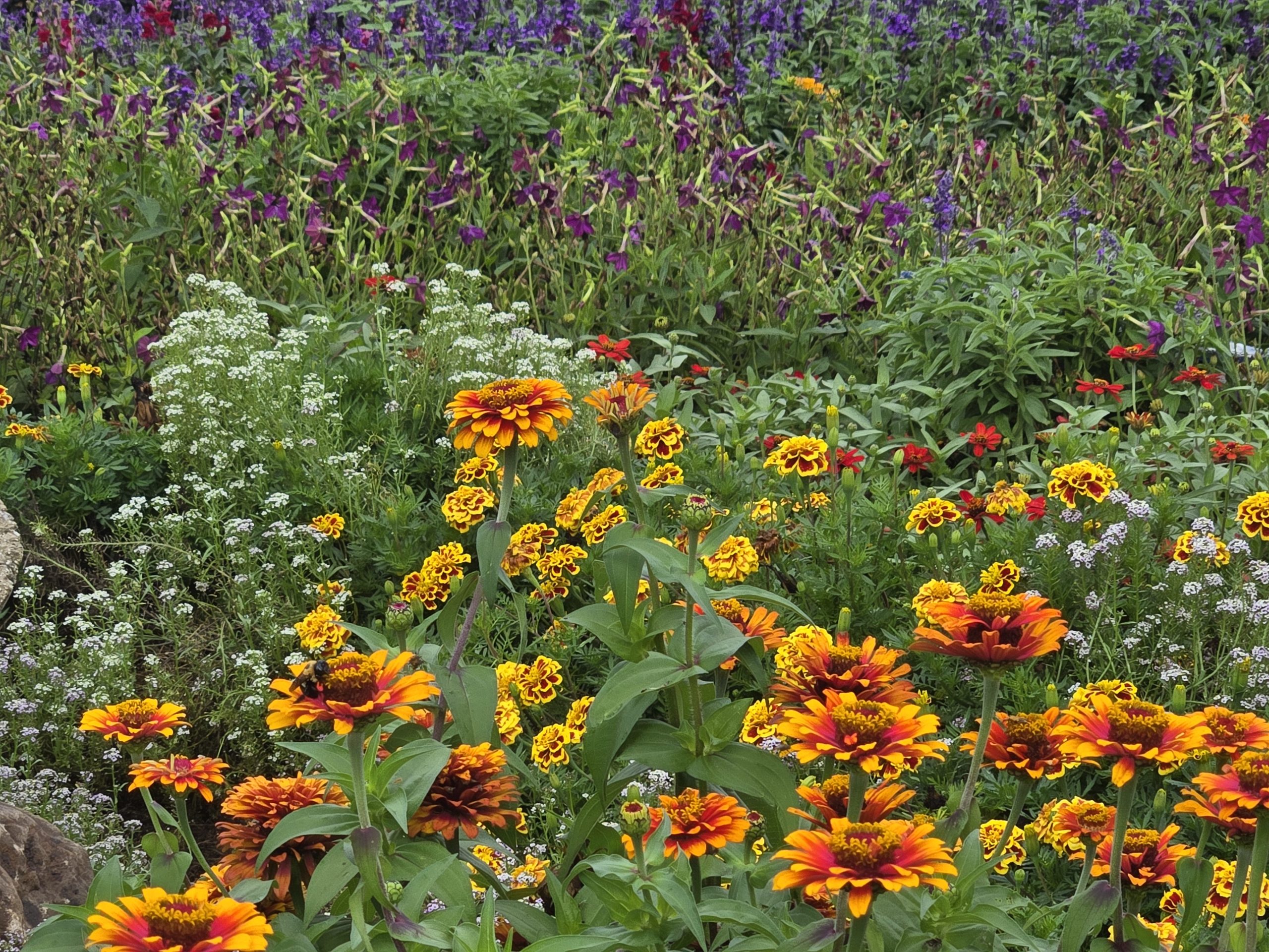 AAS Display Challenge Winner - Third Place Winner: Boerner Botanical Gardens in Milwaukee, Wisconsin