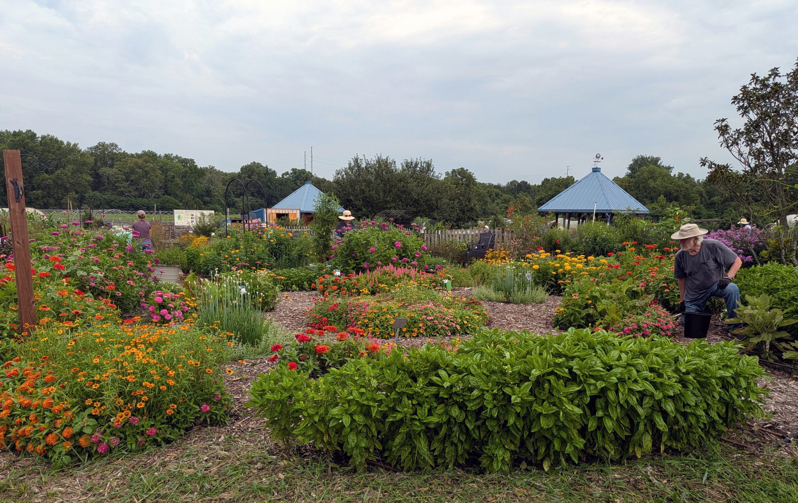 AAS Display Garden Challenge First Place Winner: Kansas State Univ Horticulture Research and Extension Center in Olathe, Kansas