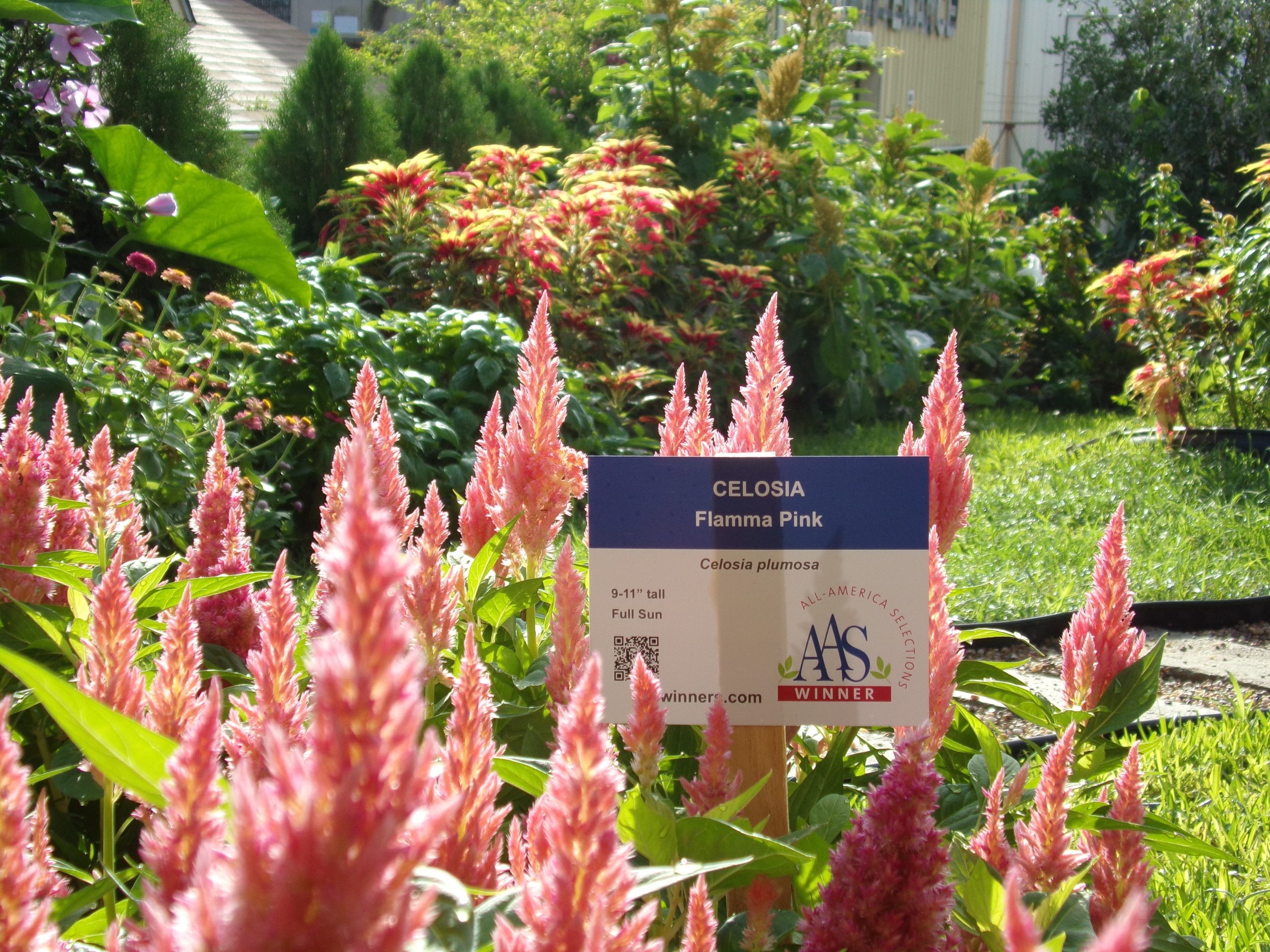 AAS Display Garden Challenge Second Place Winner: Lee College Horticulture Program, Huntsville, Texas