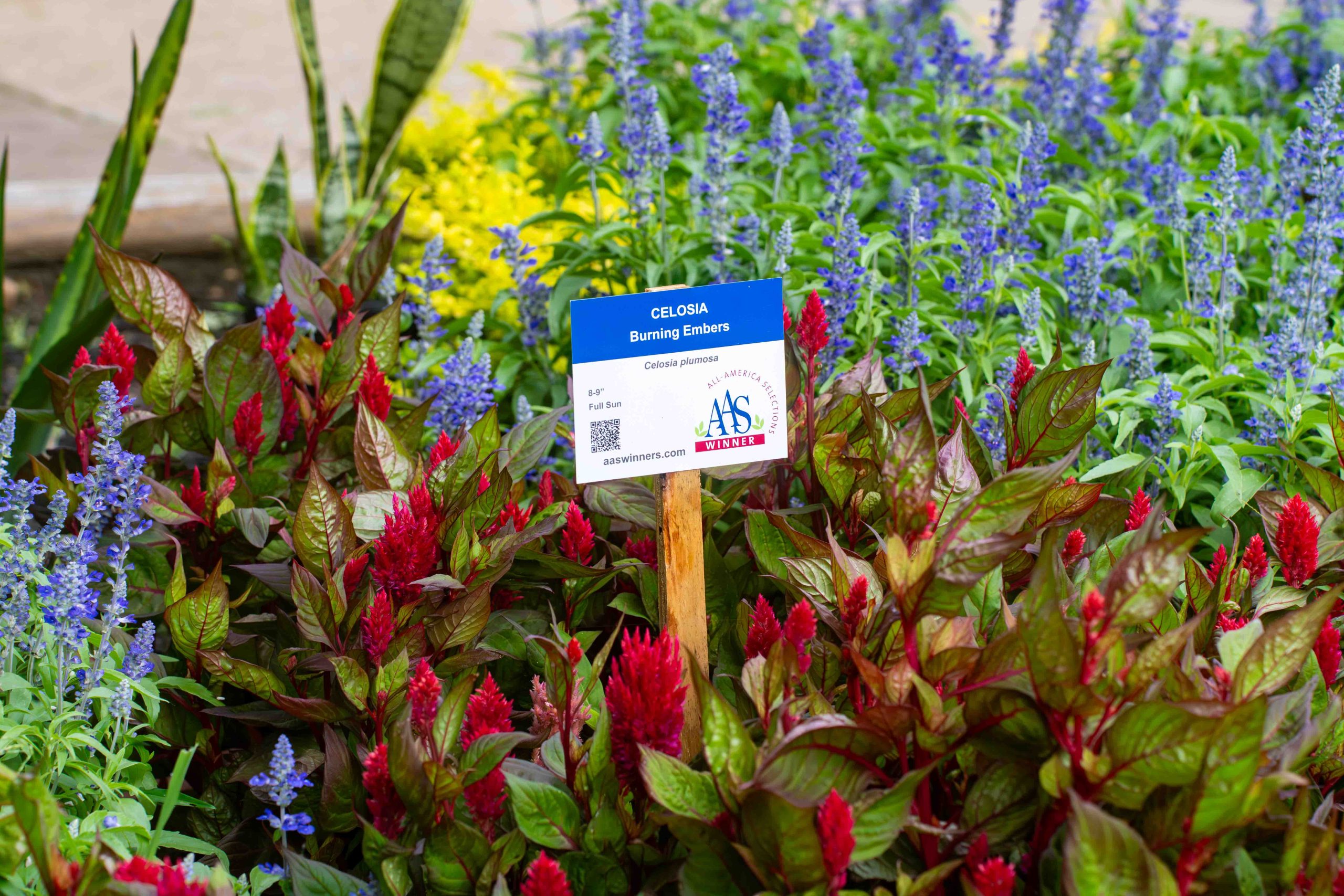 AAS Display Garden Challenge Second Place Winner: Lee College Horticulture Program, Huntsville, Texas