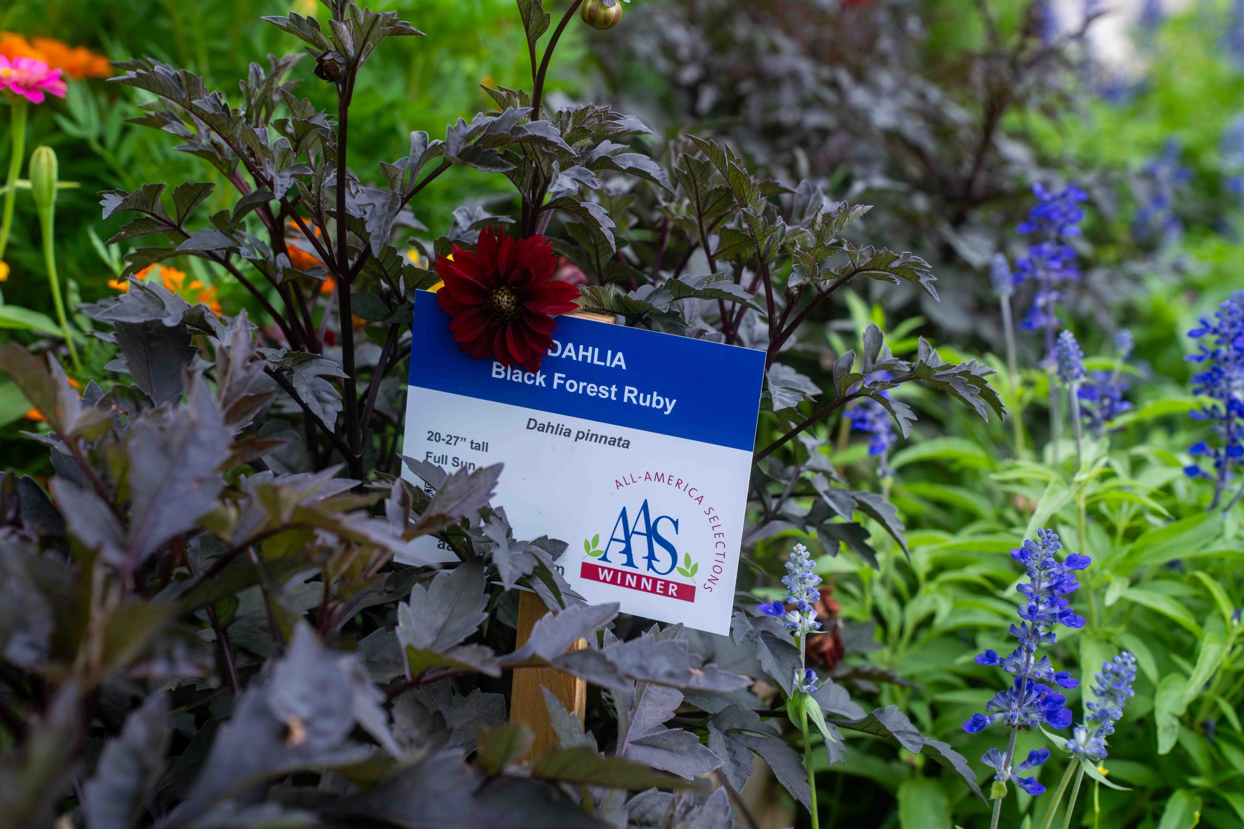 AAS Display Garden Challenge Second Place Winner: Lee College Horticulture Program, Huntsville, Texas