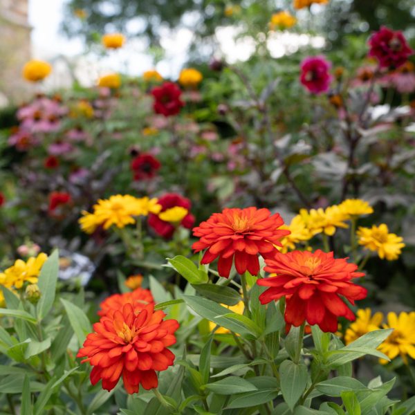 AAS Display Challenge Winner First Place Winner: Newton Centre Garden, Newton Centre, Massachusetts