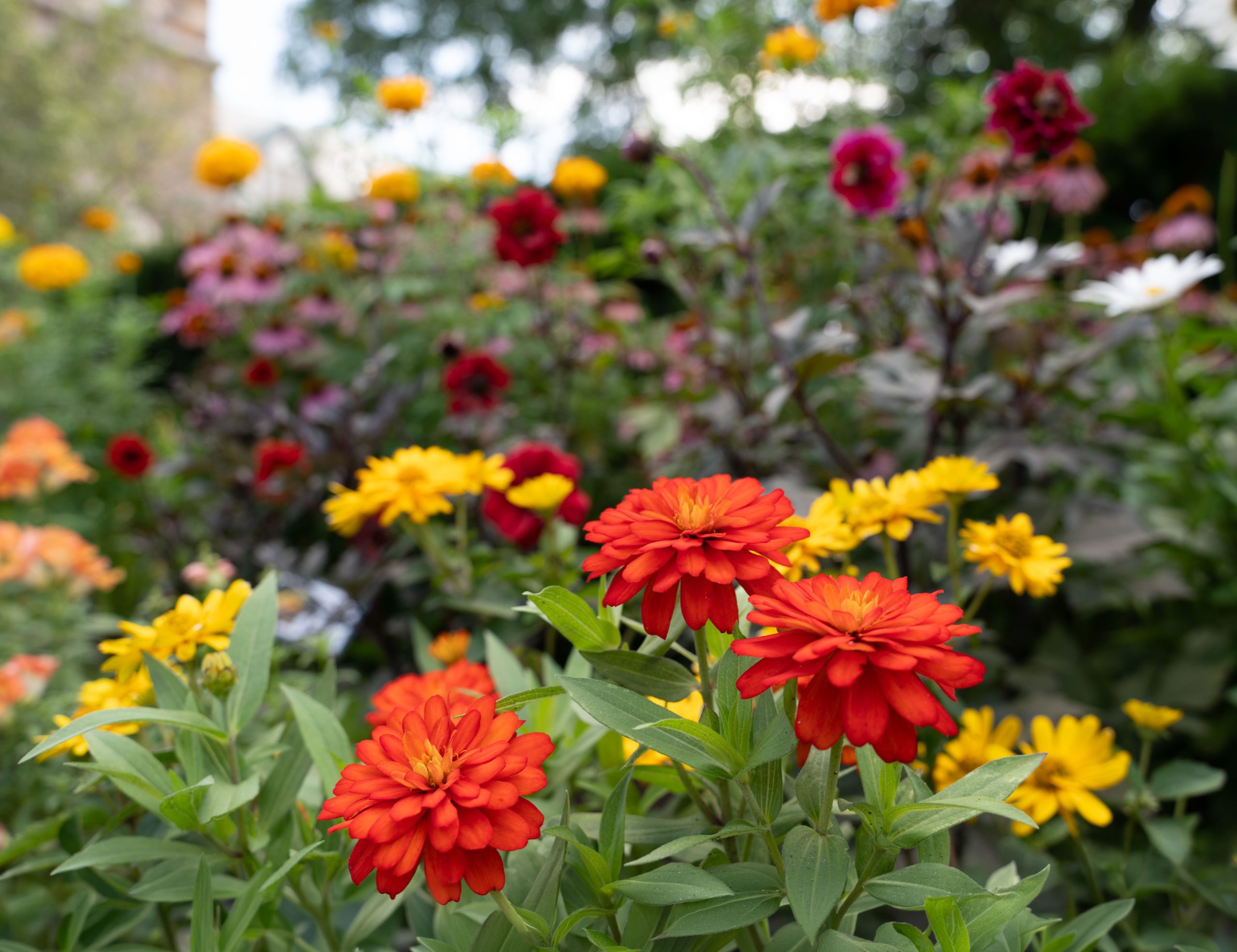 AAS Display Challenge Winner First Place Winner: Newton Centre Garden, Newton Centre, Massachusetts