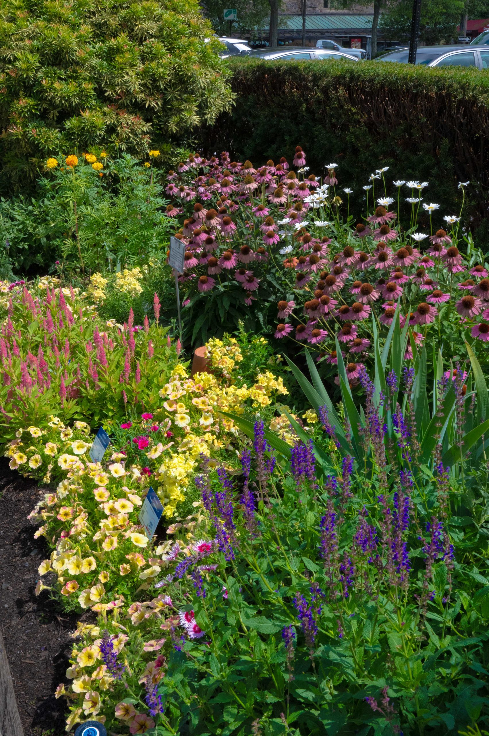 AAS Display Challenge Winner First Place Winner: Newton Centre Garden, Newton Centre, Massachusetts