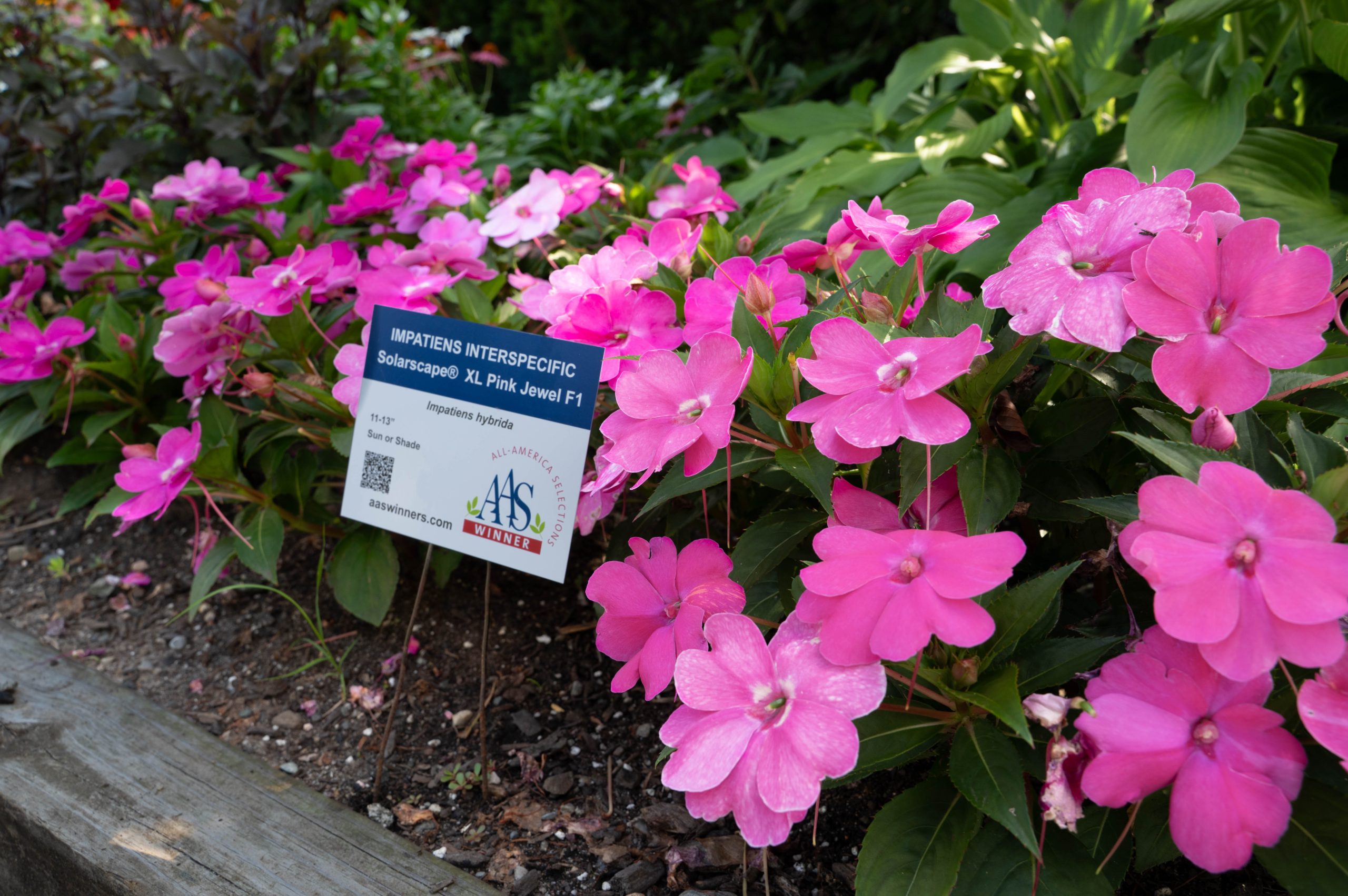 AAS Display Challenge Winner First Place Winner: Newton Centre Garden, Newton Centre, Massachusetts