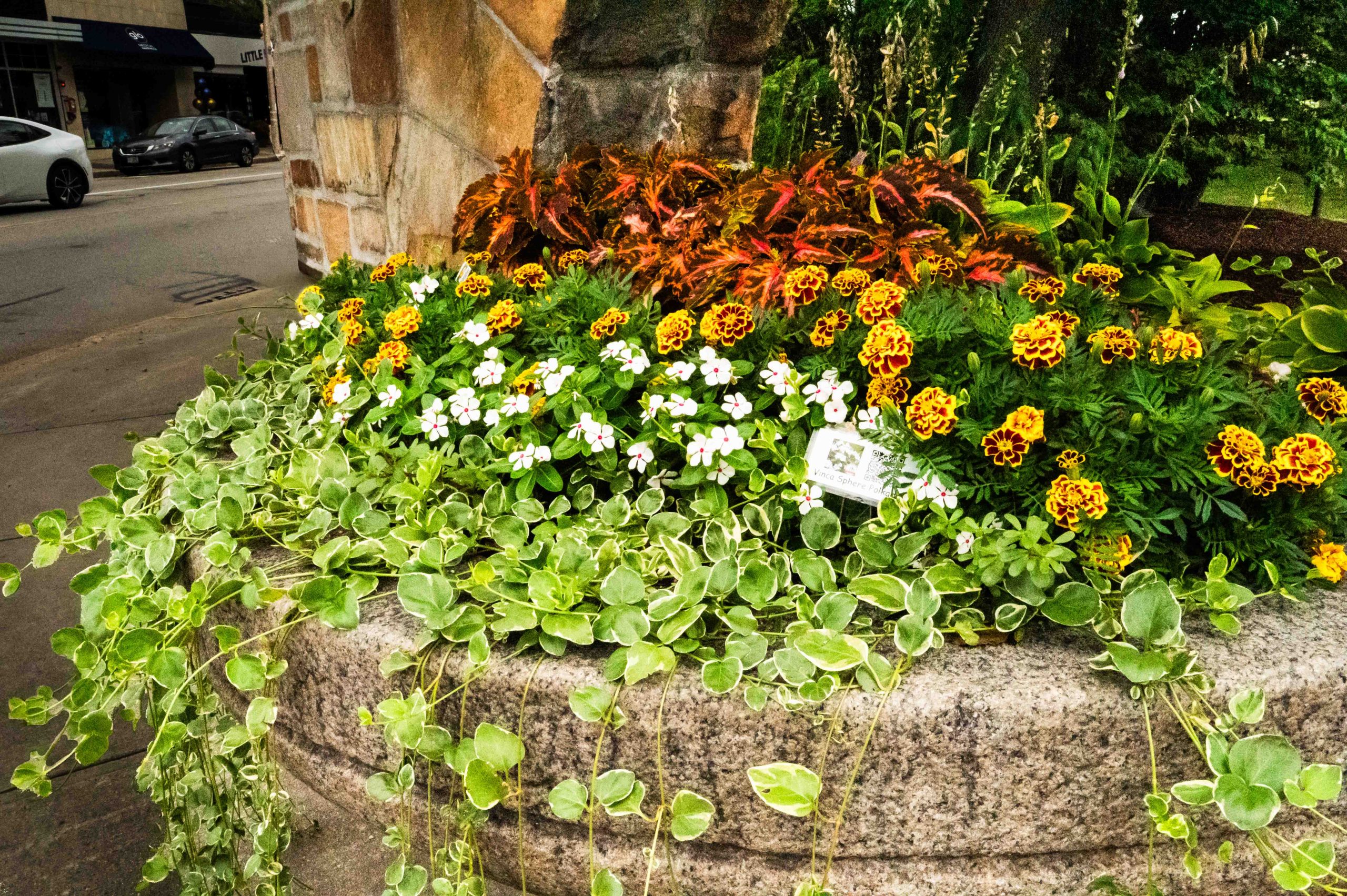 AAS Display Challenge Winner First Place Winner: Newton Centre Garden, Newton Centre, Massachusetts