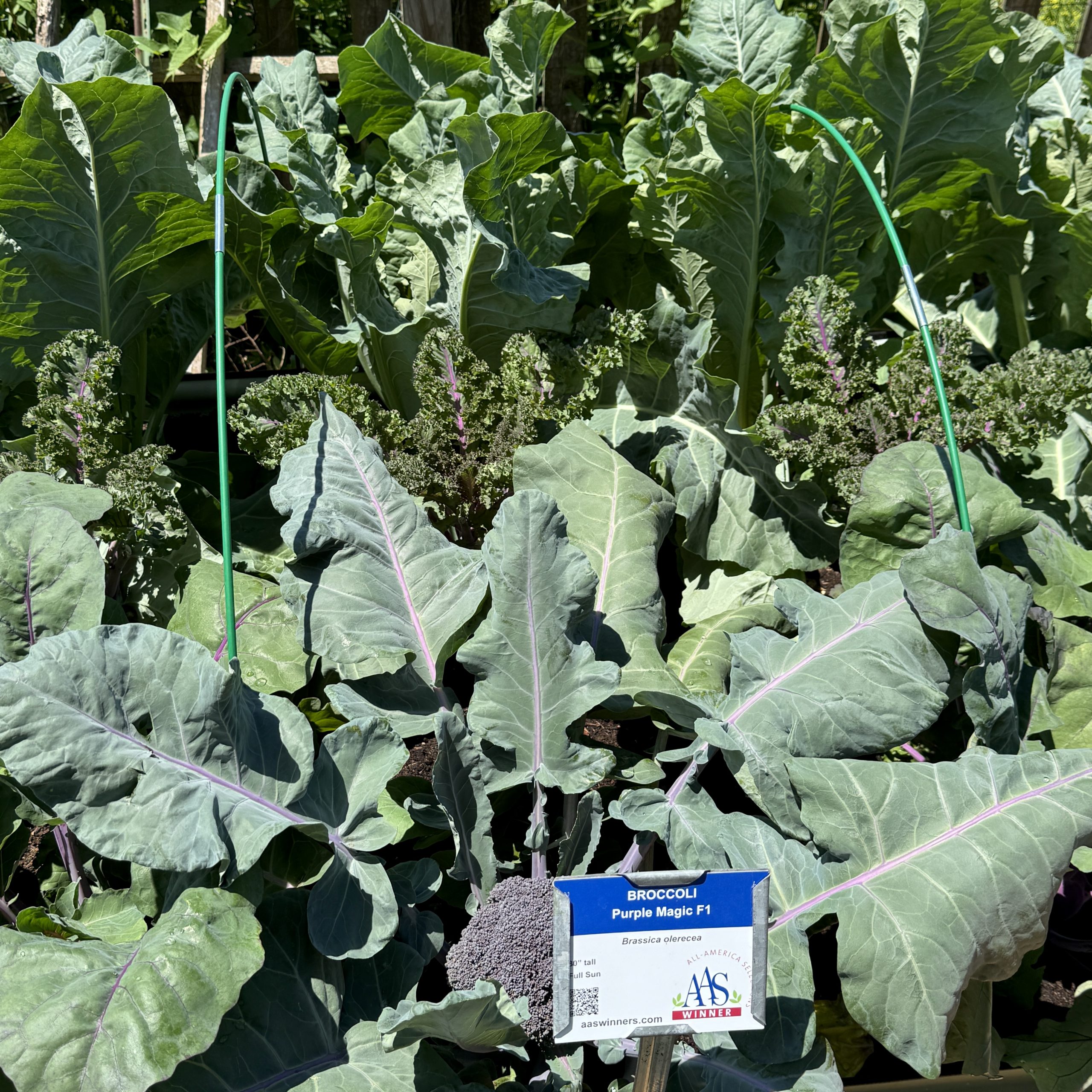 AAS Display Garden Challenge Third Place Winner: Penn State Ext Lancaster County Master Gardeners' Idea Gardens in Mannheim, Pennsylvania