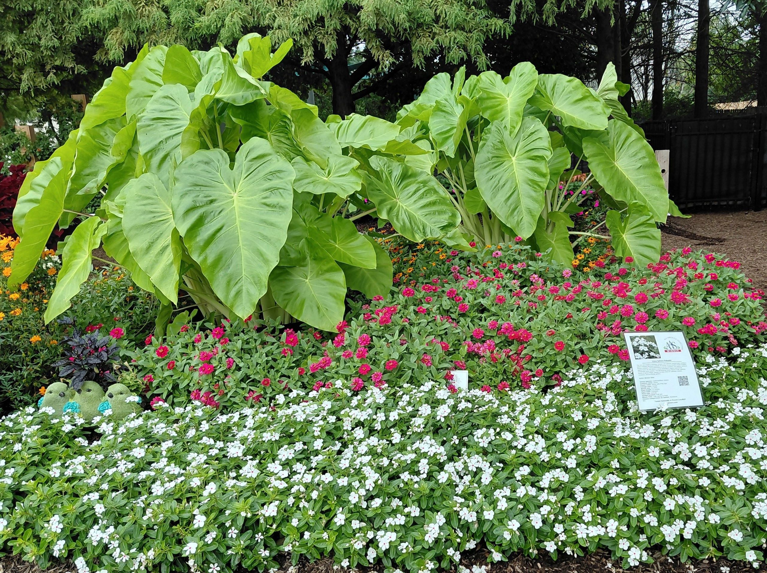 AAS Display Garden Challenge Third Place Winner: Purdue Extension-Marion County Demonstration Garden in Indianapolis, Indiana