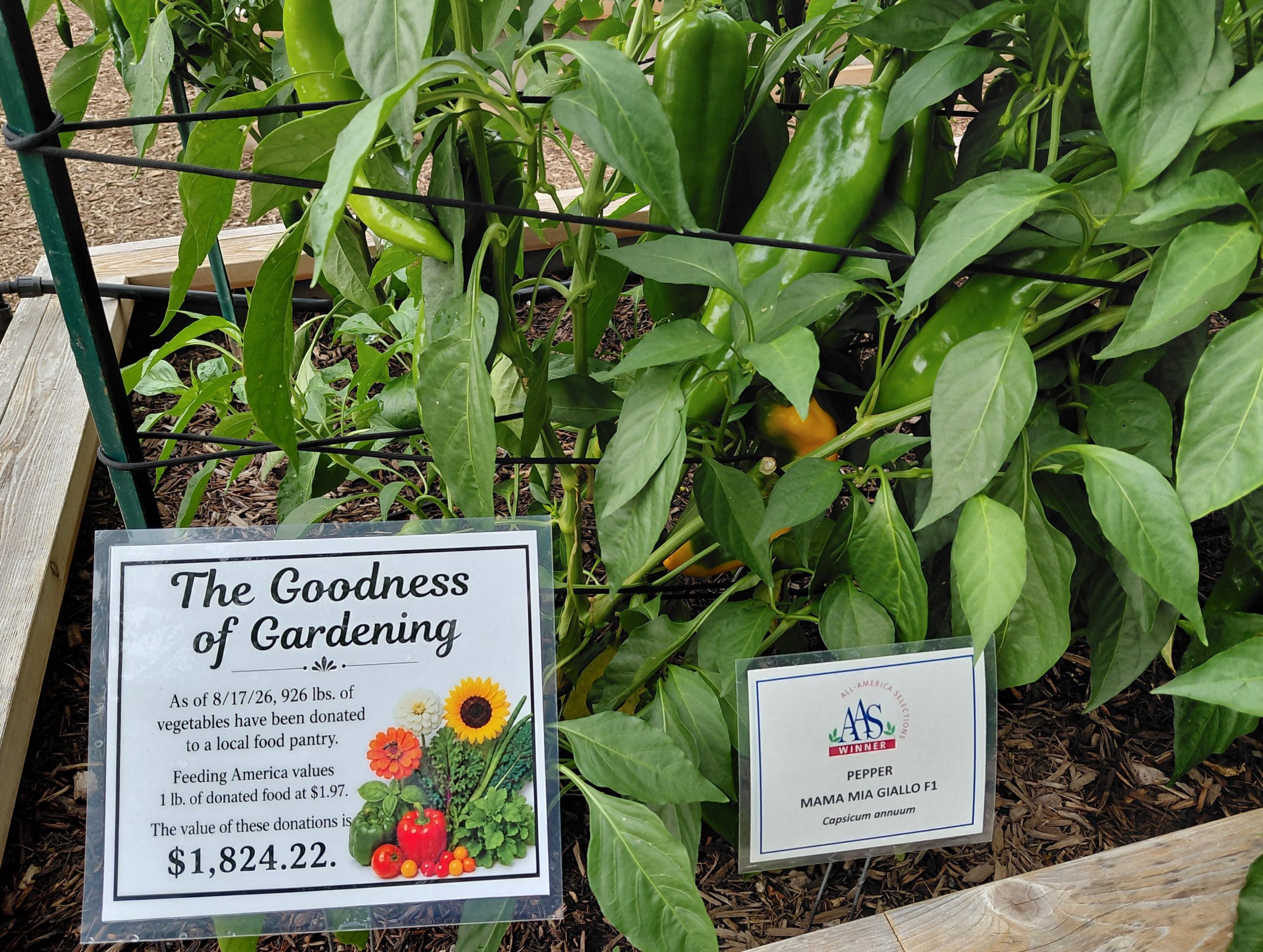 AAS Display Garden Challenge Third Place Winner: Purdue Extension-Marion County Demonstration Garden in Indianapolis, Indiana