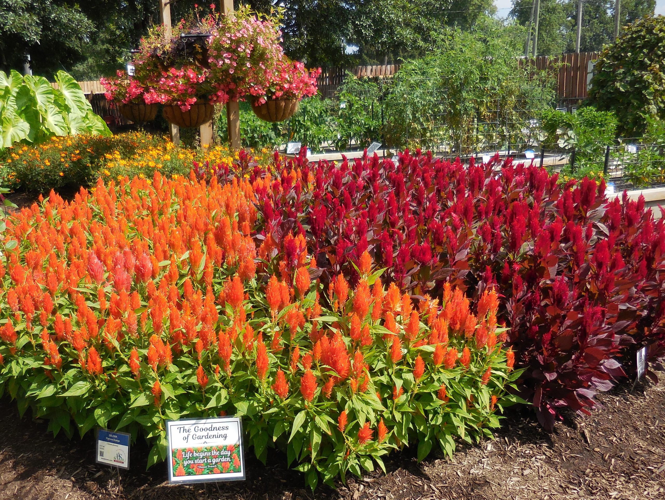 AAS Display Garden Challenge Third Place Winner: Purdue Extension-Marion County Demonstration Garden in Indianapolis, Indiana