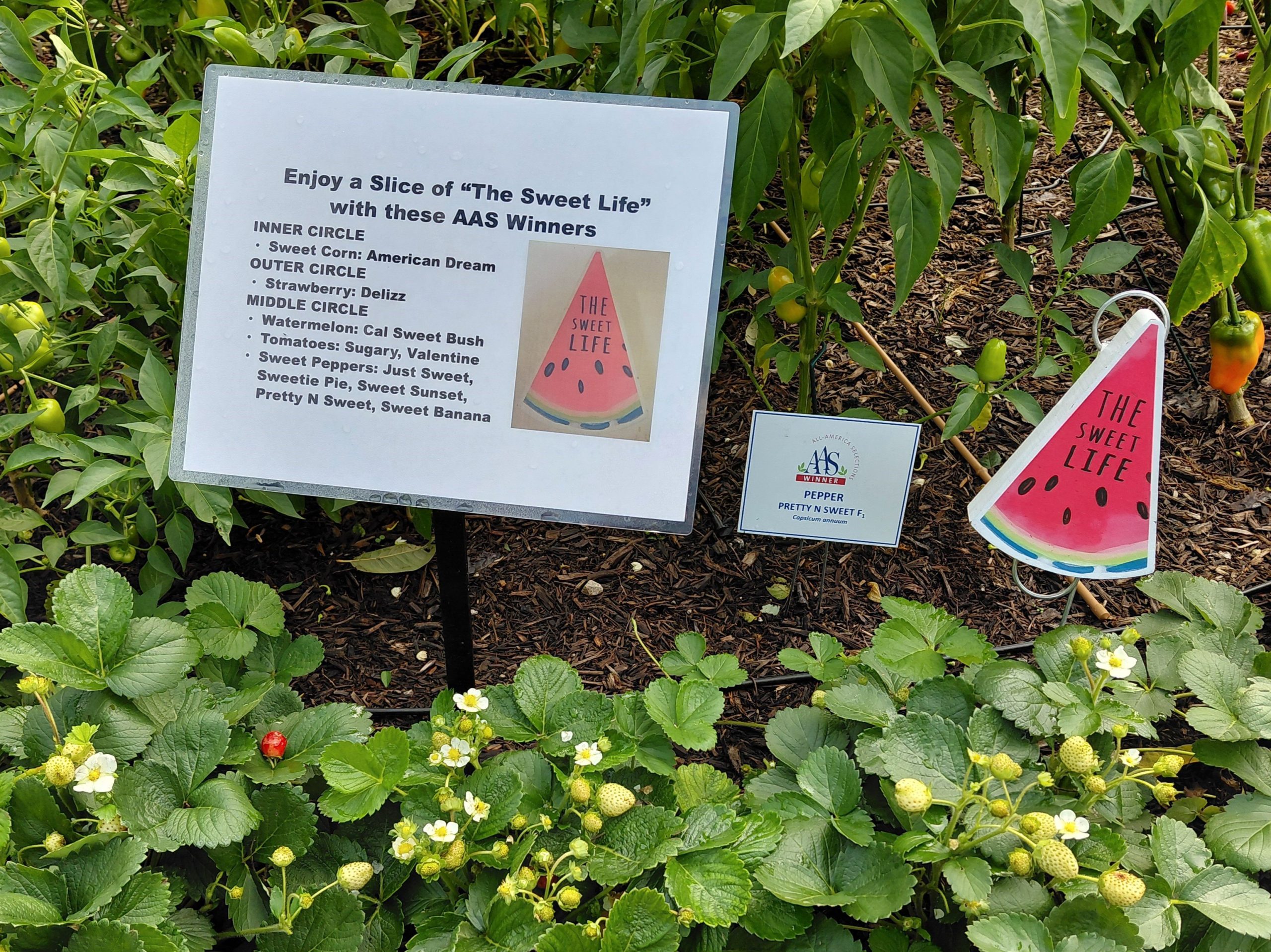 AAS Display Garden Challenge Third Place Winner: Purdue Extension-Marion County Demonstration Garden in Indianapolis, Indiana